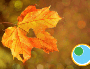 Maple-leaf-in-autumn